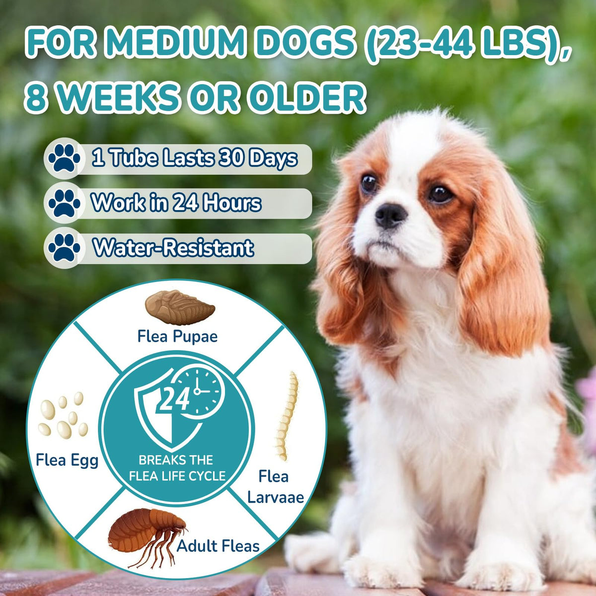 Flea and Tick Prevention for Medium Dogs O98400
